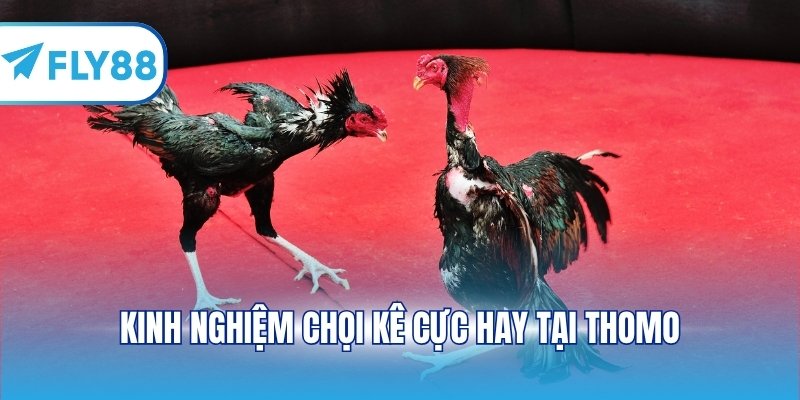 Kinh nghiệm chọi kê cực hay tại Thomo